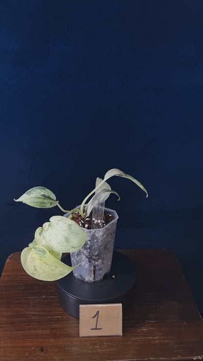 Scindapsus Peasun Medium