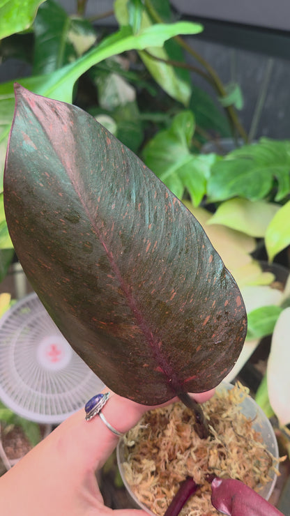 Philodendron Orange Princess