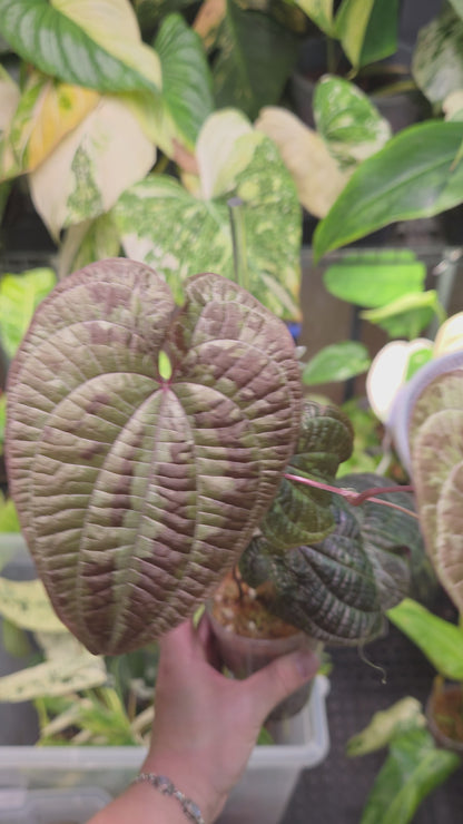 Dioscorea Discolor - Large