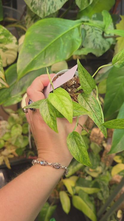 Epipremnum Pinnatum Cebu Blue Mint