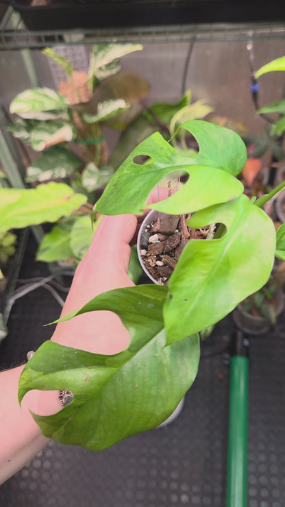 Rhaphidophora Tetrasperma Aurea