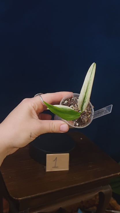 Epipremnum Amplissimum Silver Stripe Variegata