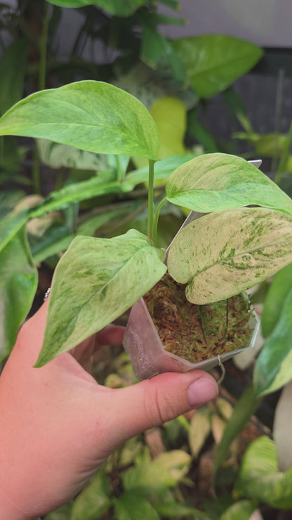 Monstera Laniata Mint