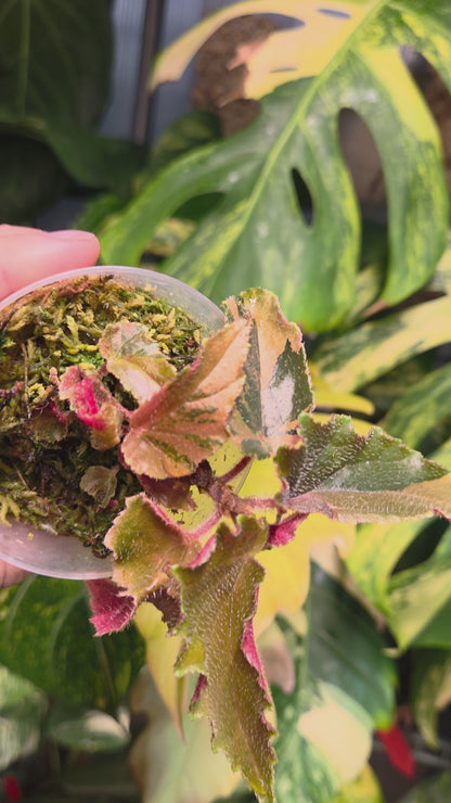 BegonIa Ginny Galaxy