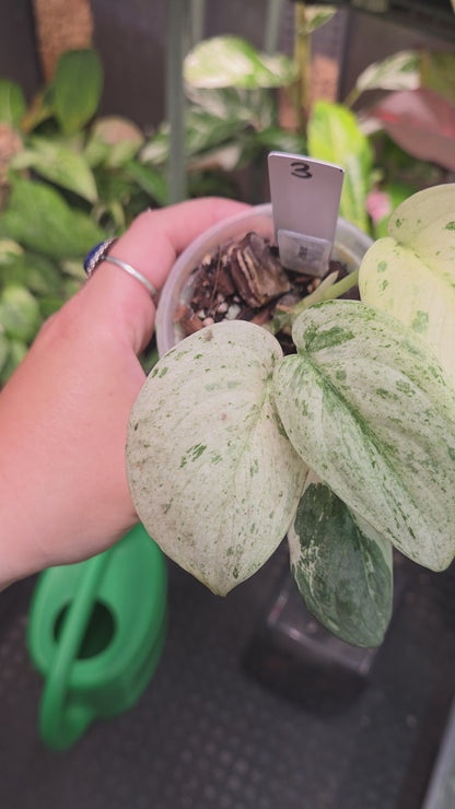 Scindapsus Peasun - Medium