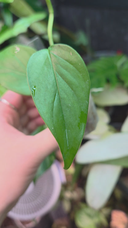 Monstera Aff. Obliqua Filamentous