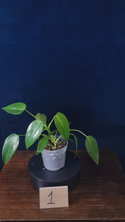 Philodendron Corovadensis