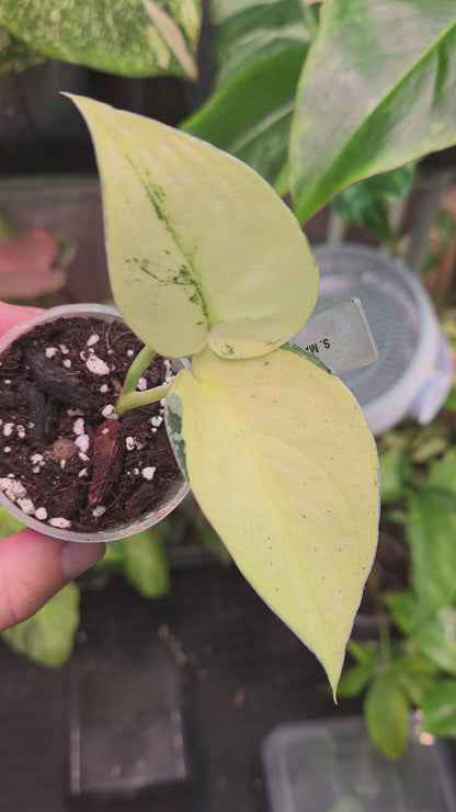 Scindapsus Mayari
