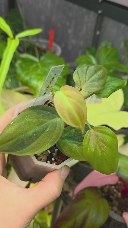 Philodendron Micans GOG Variegata