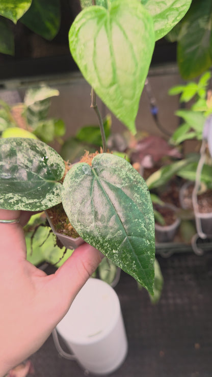 Piper Macropiper Variegata