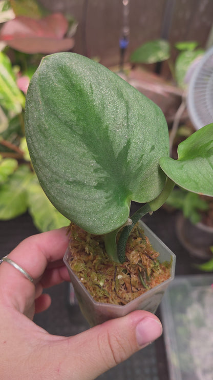 Scindapsus Silver Knight (Variegata) 'Kunzo'