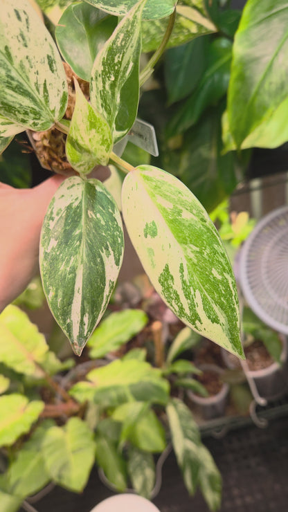 Philodendron Emerald Ice