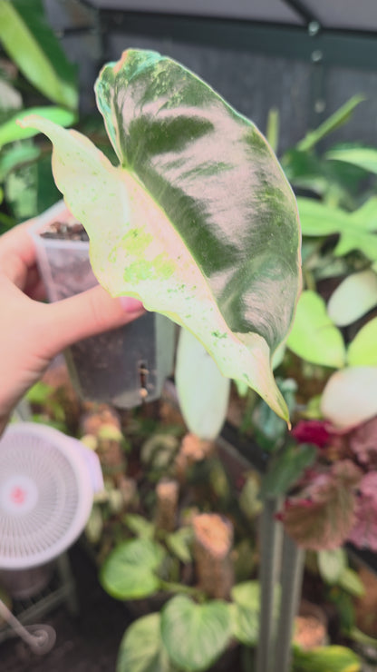 Philodendron Burle Marx Snow White