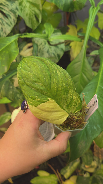 Monstera Obliqua Mayuna Variegata