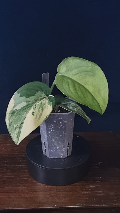 Scindapsus Jade Satin Aurea