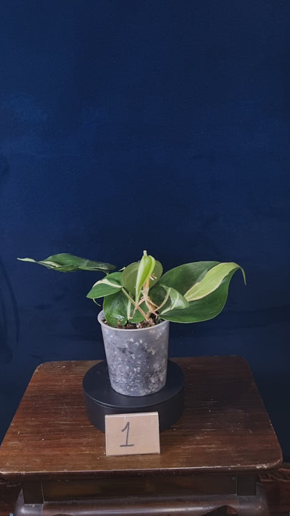 Philodendron Cream Splash Big Leaves