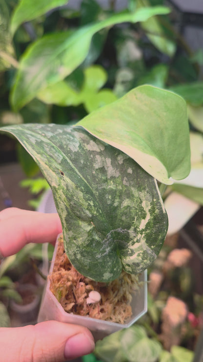 Scindapsus Halimoon Small