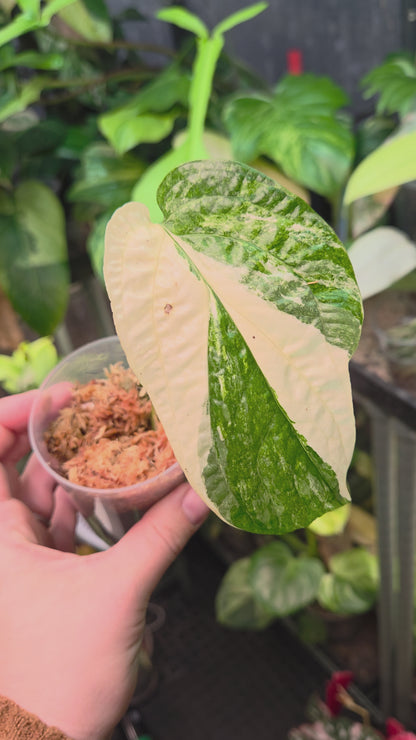 Amydrium Medium Variegata Small