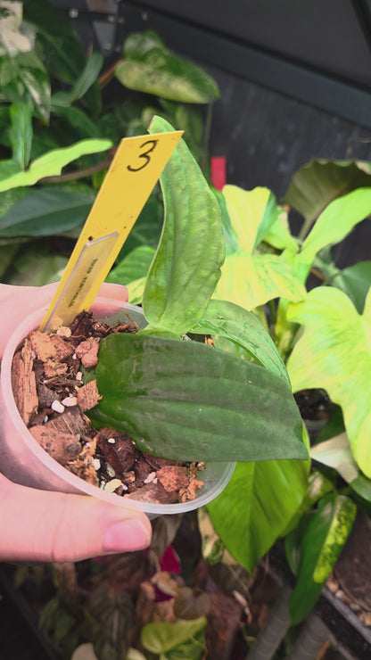 Rhaphidophora Korthalsii