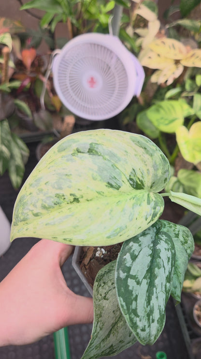 Scindapsus Peasun Medium