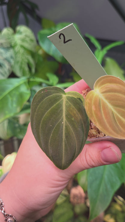 Philodendron Melanochrysum Variegata