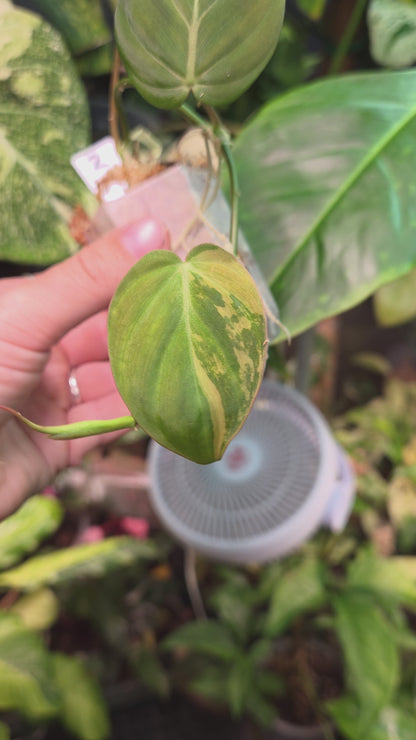 Philodendron Micans Variegata