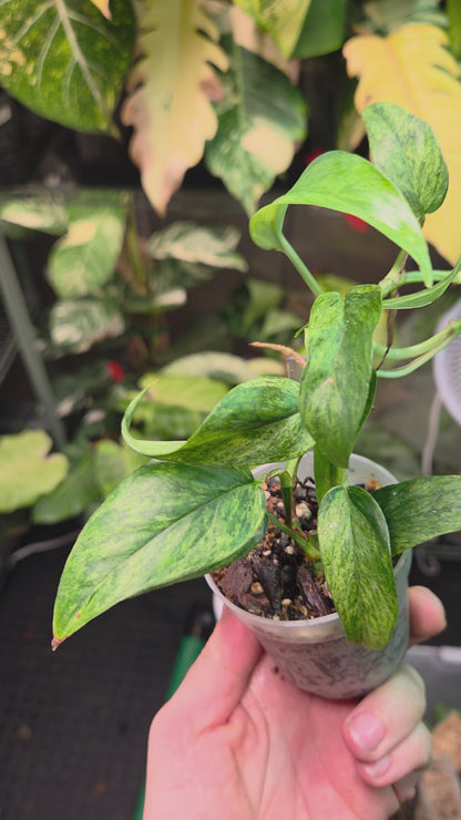 Epipremnum Cebu Blue Mint