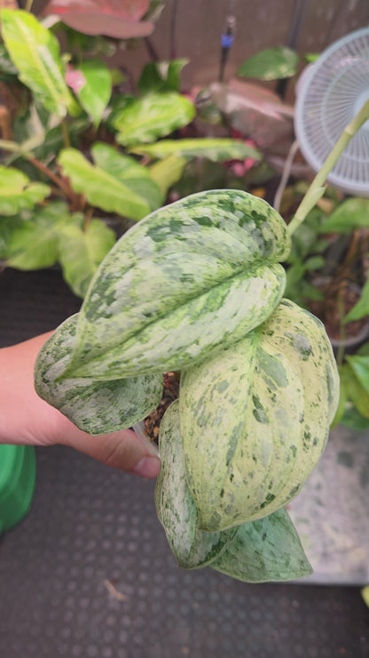 Scindapsus Peasun - Medium