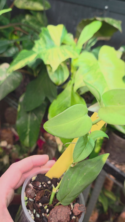 Monstera Sp.Velvet (peru)