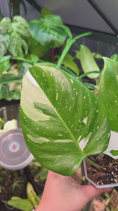Philodendron White Princess Tricolor Lime