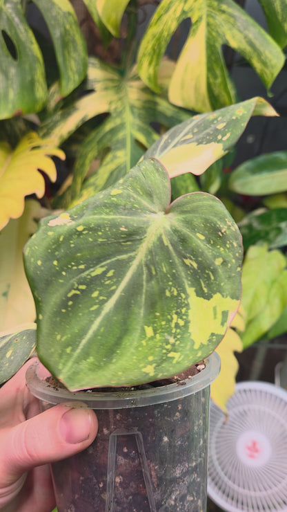 Philodendron Gloriosium Variegata/Tricolor