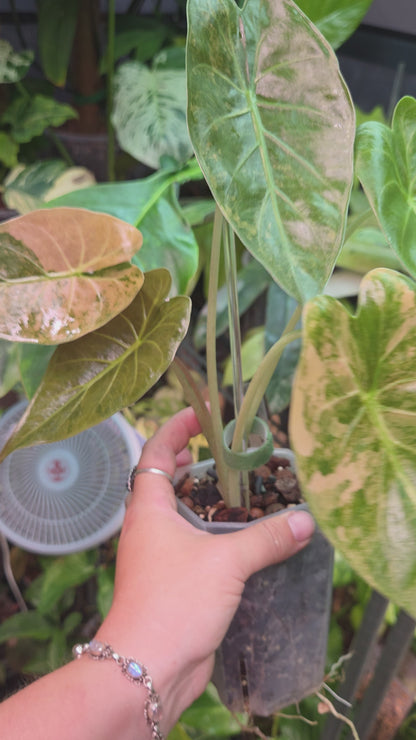 Alocasia Wentii Aurea