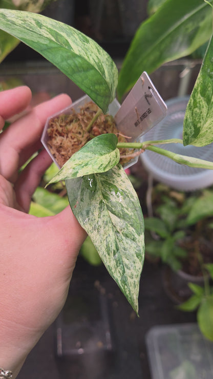 Epipremnum Pinnatum Cebu Blue Variegata