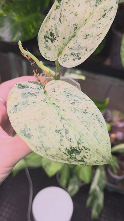 Scindapsus Jade Satin Marble Queen Small