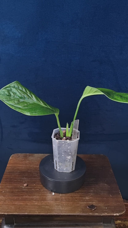 Monstera Pinnatipartita