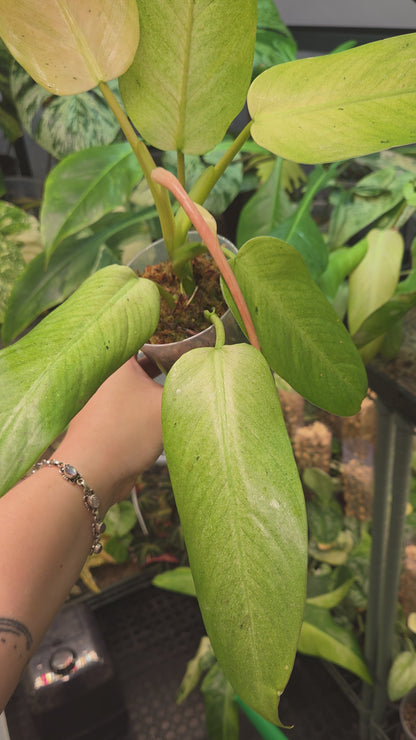 Philodendron Whipple Way Mottled