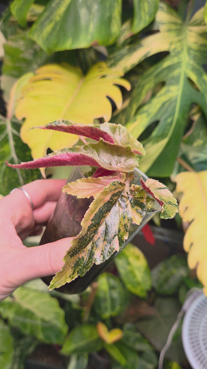 BegonIa Ginny Galaxy