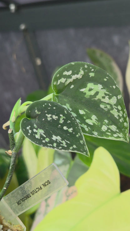 Scindapsus Pictus Tricolor