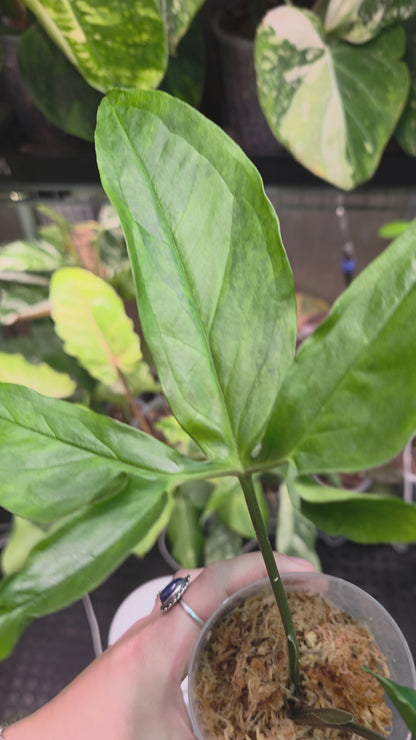 Syngonium Angustatum Aurea
