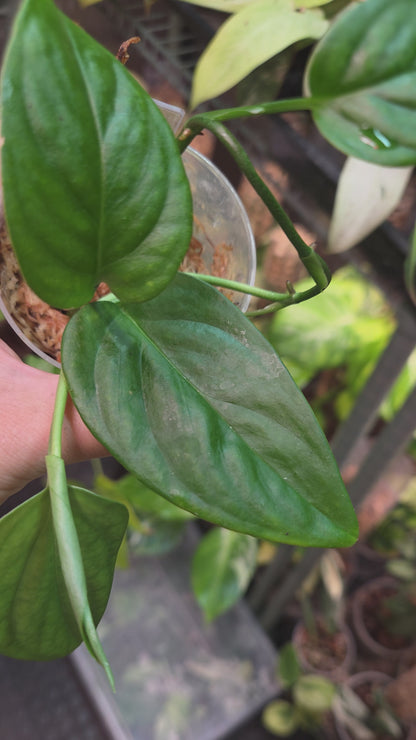 Monstera Aff. Xanthospatha