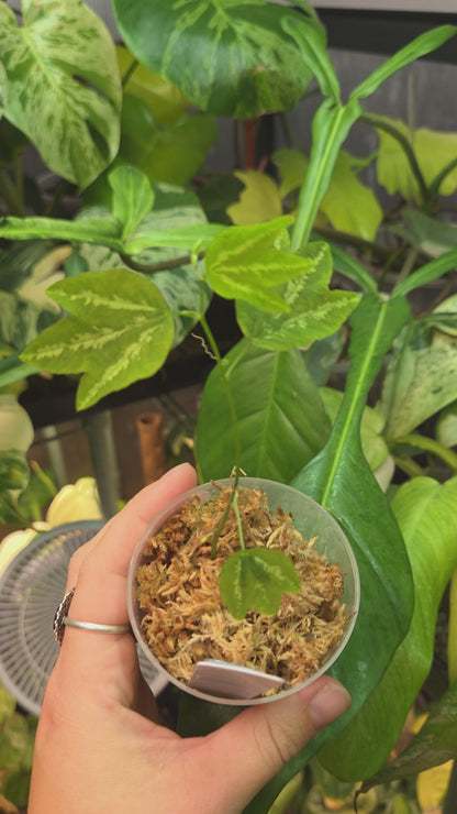 Passiflora Trifasciata