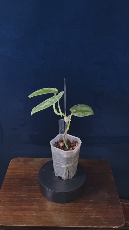 Scindapsus Silver Knight Variegata 'Kunzo'