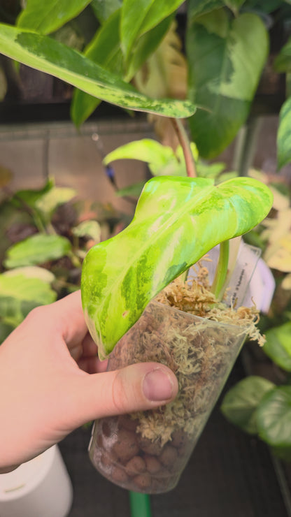 Philodendron Whipple Way Marble/Mint Medium