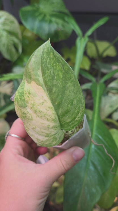 Scindapsus Mangurai