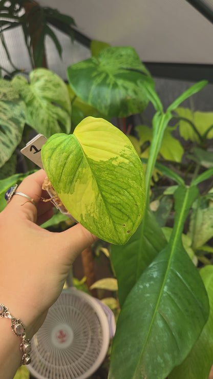 Monstera Obliqua Mayuna Variegata
