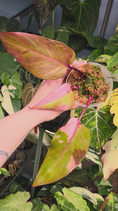 Philodendron Persimmon Princess