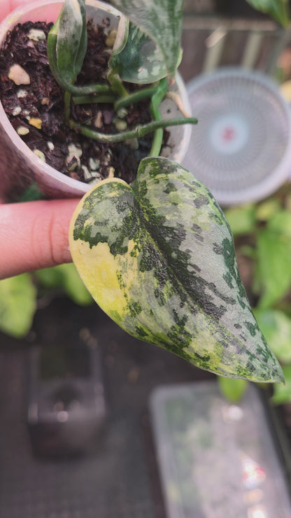 Scindapsus Apolaki