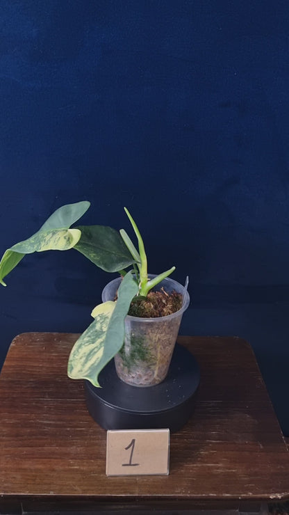 Philodendron Bipennifolium Variegata