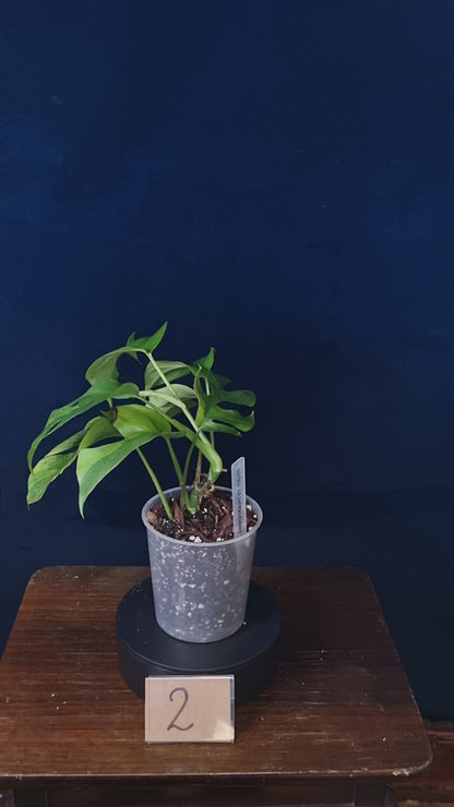 Rhaphidophora Tetrasperma Aurea Medium