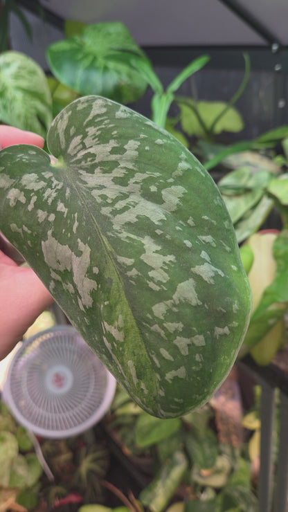 Scindapsus Macaro - Small